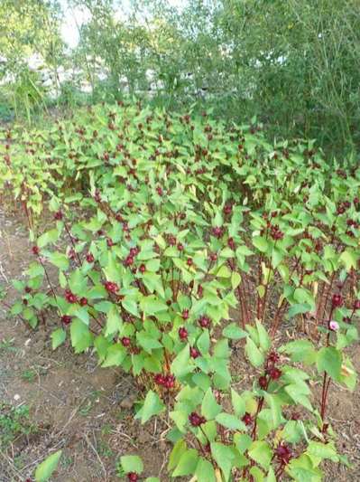 Sorrel provides the color and much of the taste in Red Zinger tea