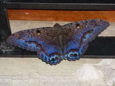 Oddly enough, you see only brown when you view this moth with your eyes. Only the camera sees the blues