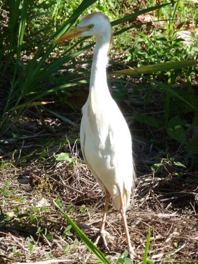 Our resident cattle egret