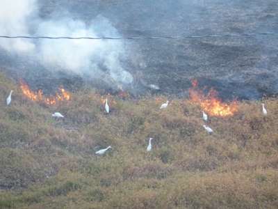 The cattle egrets harvesting bugs fleeing the fire
