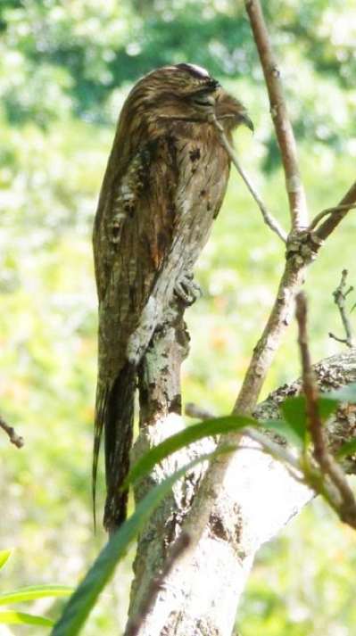 "Peter", our Northern Potoo, sleeps away every day in the tree near our house